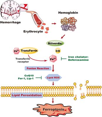 Iron Neurotoxicity and Protection by Deferoxamine in Intracerebral Hemorrhage